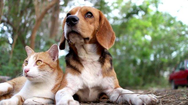 Happy pets with their sitter